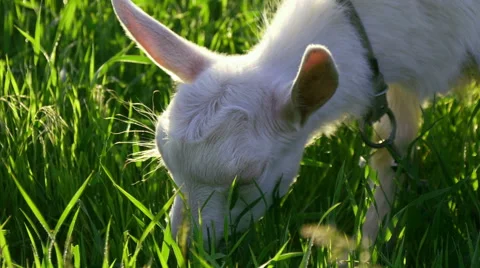 Goat on the meadow Stock Footage 50334179