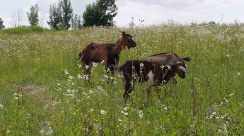 Goat on the meadow Stock Footage 53495794
