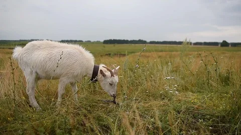 Goat in the Meadow Stock Footage 88775028