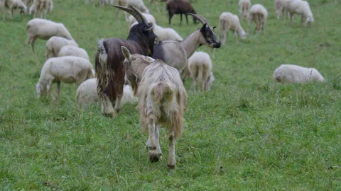 Goat Meadow Stock Footage 300103045