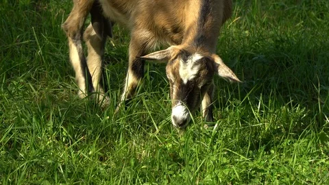 Goat in the meadow. Goat eats grass on a green meadow. Stock Footage 96479349