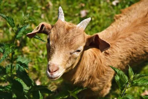 A goat on the meadow Stock Photos