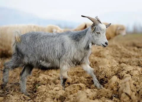 Goat in meadow Stock Photos