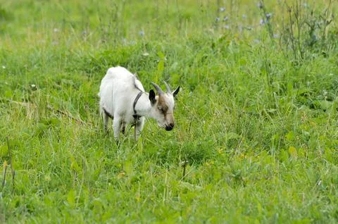 Goat in the meadow Stock Photos