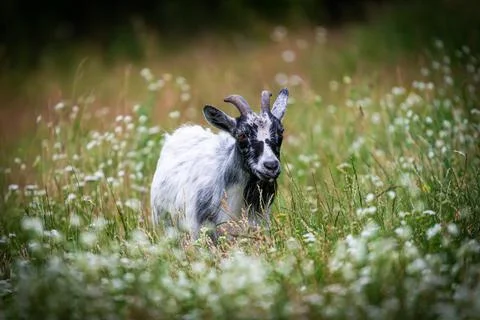Goat in the meadow Stock Photos