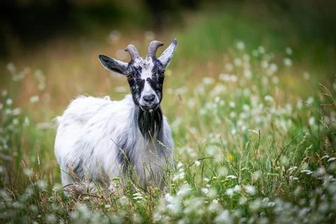 Goat in the meadow Stock Photos