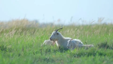 Goat meadow rest Stock-Footage 258189024