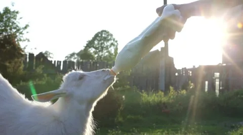 Goat, milk Stock Footage