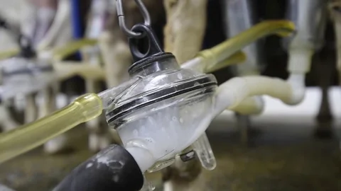 Goat milking machine at work Stock Footage 82537731