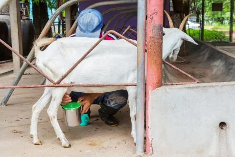 Goat milking Stock Photos