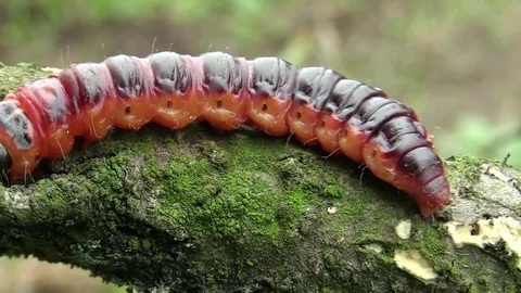 Goat moth Cossus cossus caterpillar, big red worm, eating bast Video stock 80062487