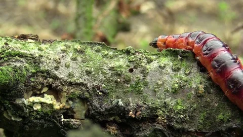 Goat moth Cossus cossus caterpillar, big red worm, eating bast Stock Footage 80342251