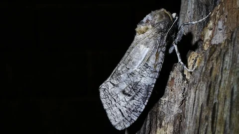 Goat moth (Cossus cossus) lateral 库存影片 121163594