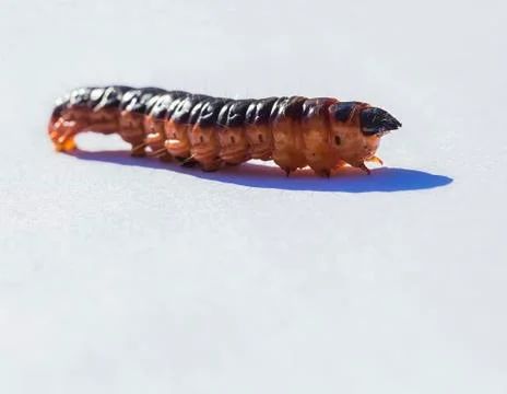 Goat moth Stock Photos