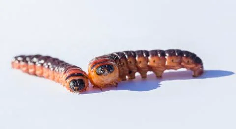 Goat moth Stock Photos