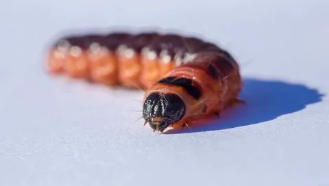 Goat moth Stock Photos