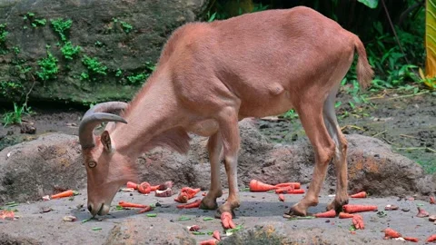 Goat Mountain Eat 스톡 동영상 240082764