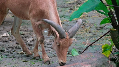 Goat Mountain Eat 스톡 동영상 240087136