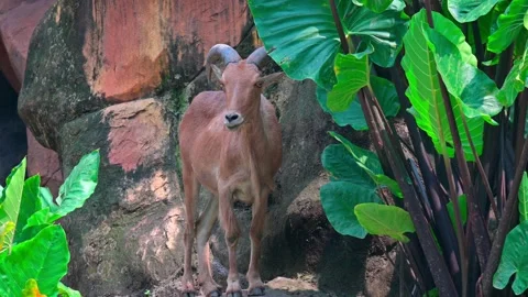 Goat Mountain hidding 스톡 동영상 240096937