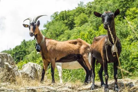 Goat of the mountain Foto stock
