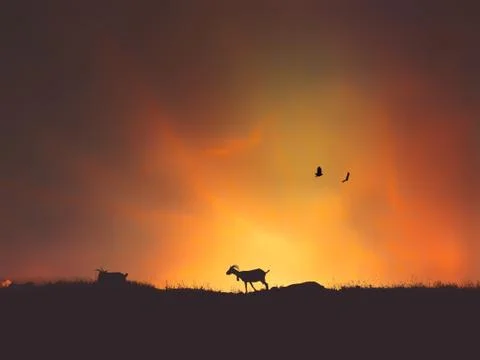 Goat in the mountain Stock Photos