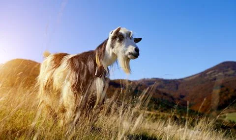 Goat in mountain Foto stock