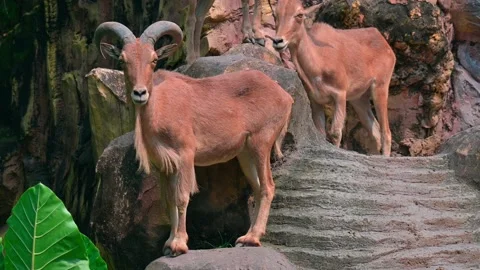 Goat Mountain on a rock 스톡 동영상 240090044