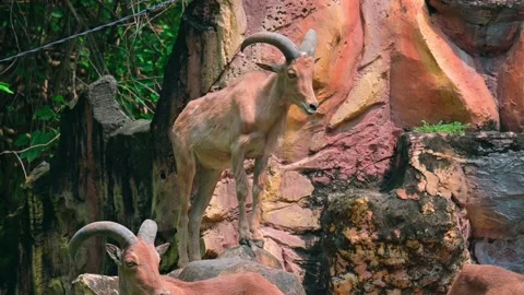 Goat Mountain on a rock Stock-Footage 240090449