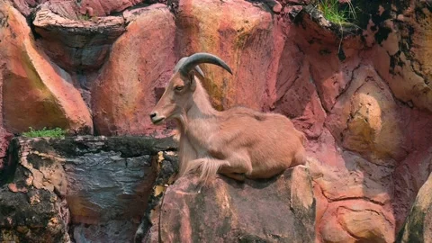 Goat Mountain sitting Stock-Footage 240090682