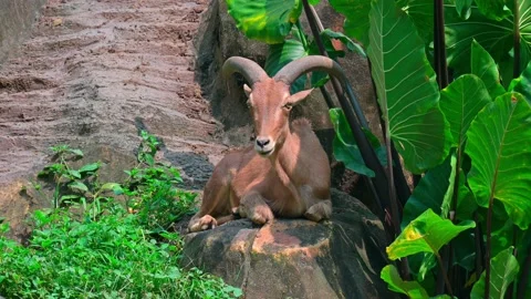 Goat Mountain sitting 스톡 동영상 240091068