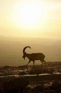 Goat in the mountain at sunset Stock Photos