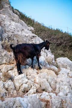 Goat in the mountains of Crete Stock Photos
