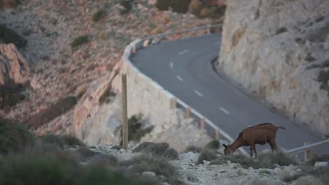 A goat in the mountains Stock Footage 80336536