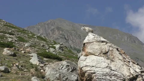  goat in the mountains Stock Footage 133630769