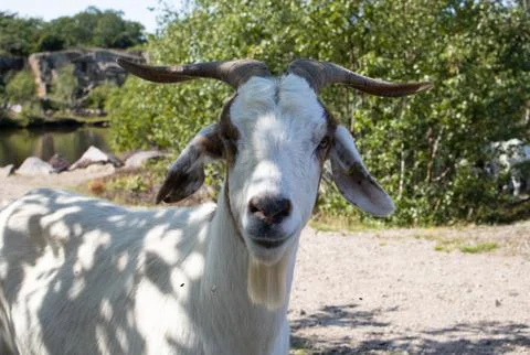 Goat in the mountains, portrait of a goat, Bornholm, Denmark Stock Photos