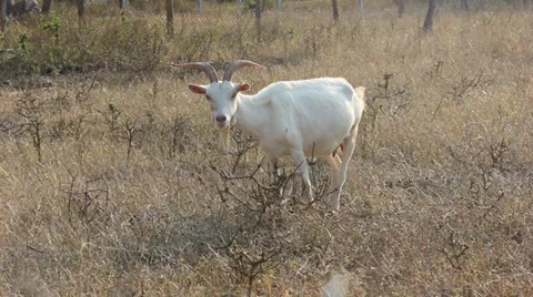 Goat movement 動画素材 35204193