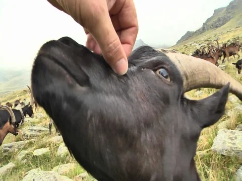 Goat muzzle Stockbeeldmateriaal 80895126