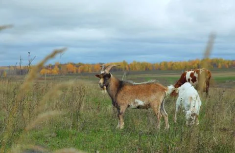 Goat, nanny-goat, and cow grazing in autumn field Stock Photos