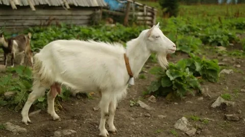 Goat in nature after rain Vídeos de archivo 58574553