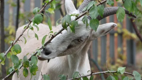 Goat in nature. Stockbeeldmateriaal 162093181