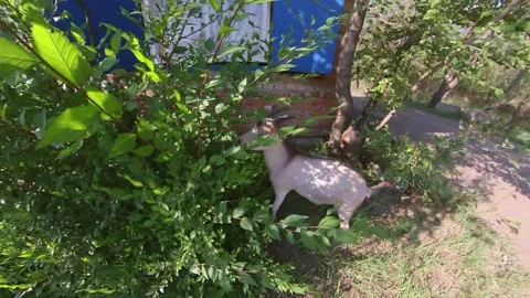 Goat in nature. Stock Footage 163087553