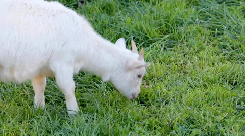 Goat Nibbling Grass Stock Footage 36030933