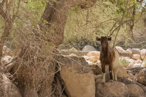 Goat in an oasis Stock Photos