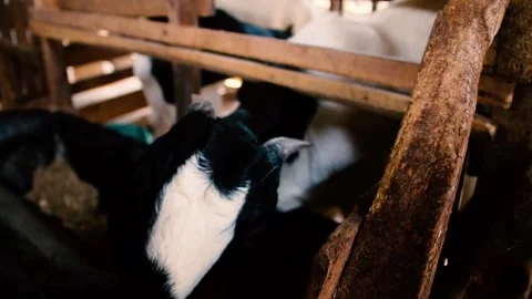 A goat or Capra hircus Vídeo Stock 258809791