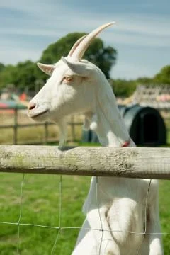 Goat in a paddock Stock Photos