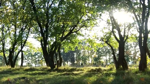 Goat in park Stock Footage 48060376