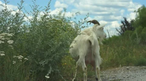 Goat on pasture Stockbeeldmateriaal 11359919