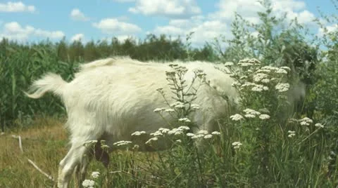 Goat on pasture 스톡 동영상 11359925