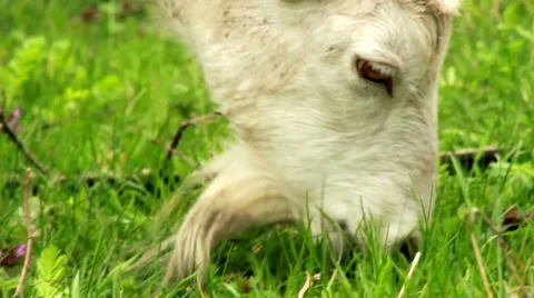 Goat on pasture 스톡 동영상 36658338