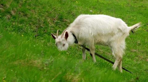 Goat on pasture 스톡 동영상 36658970